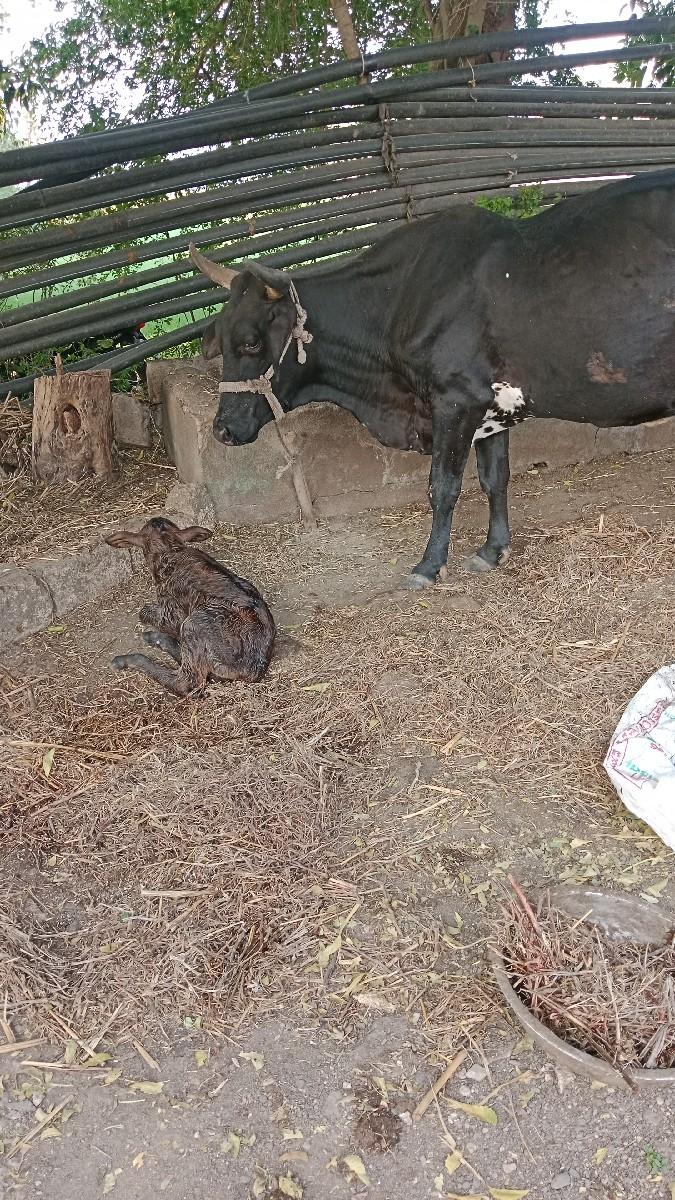 ગાય વેચવાની છે