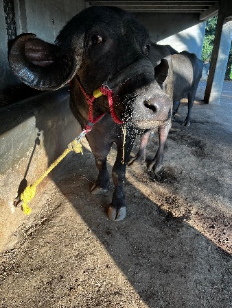 थंबनेल 3