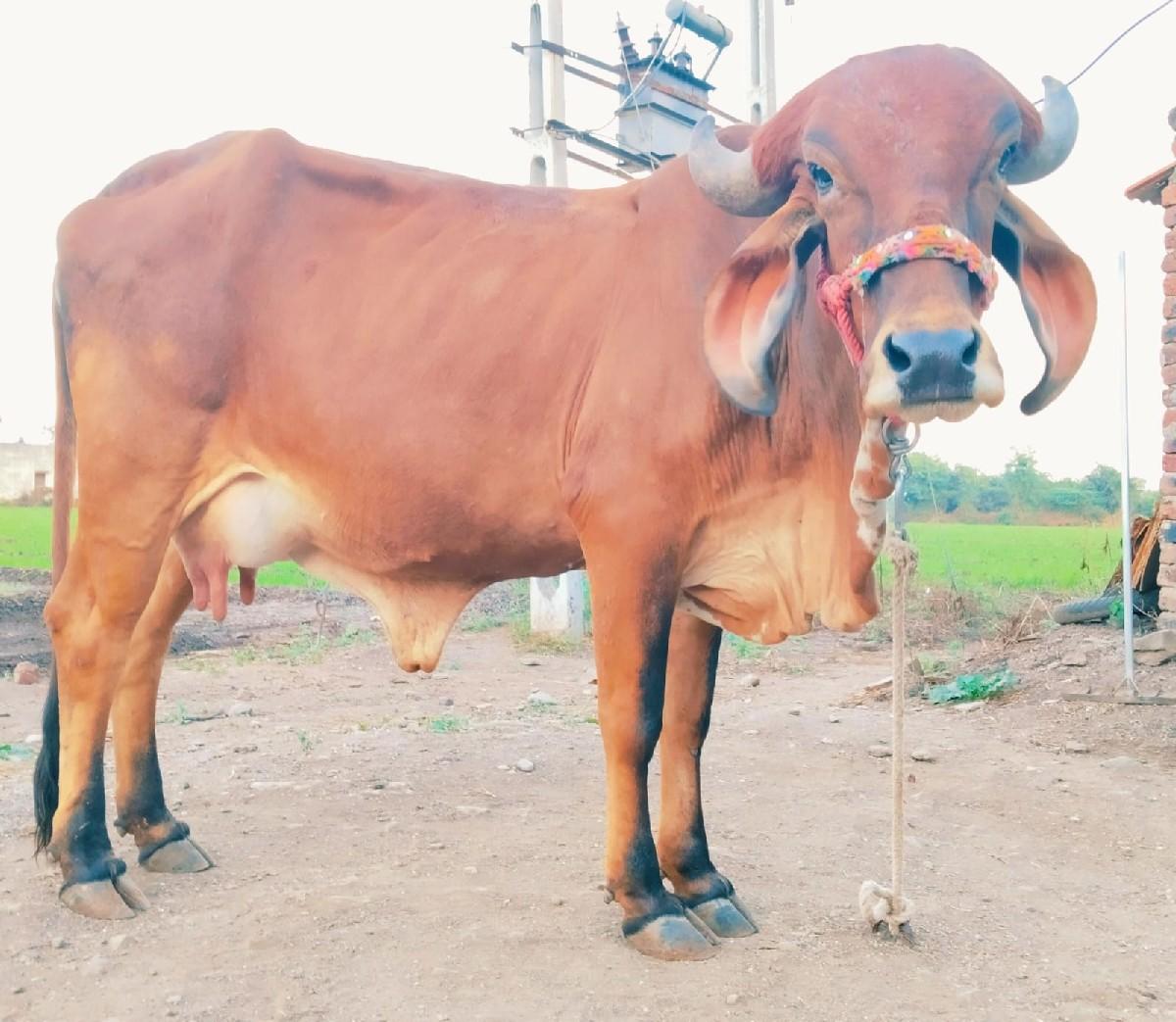 थंबनेल 3