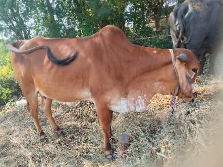 થંબનેલ 3