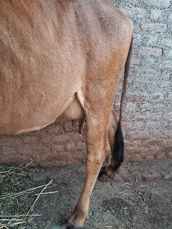 थंबनेल 2