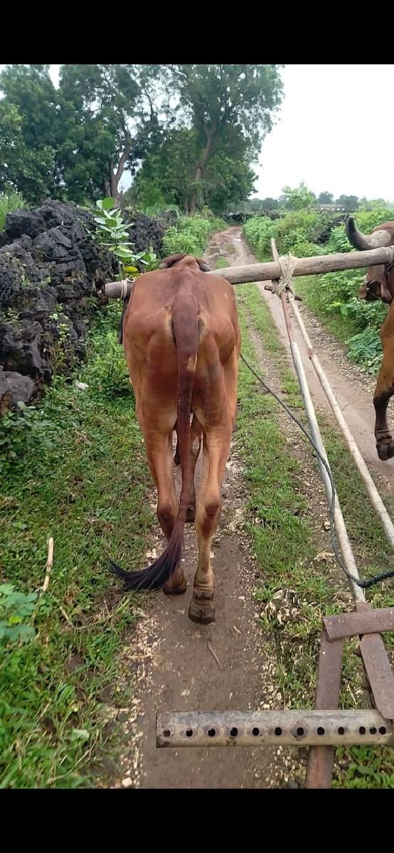 આ બળદ વેચવાનો છે