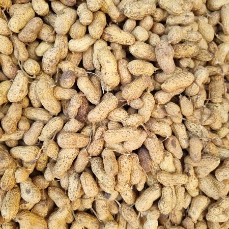 22 નંબર  મગફળી