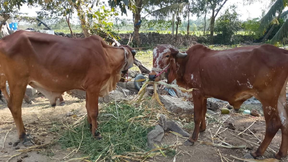 थंबनेल 2