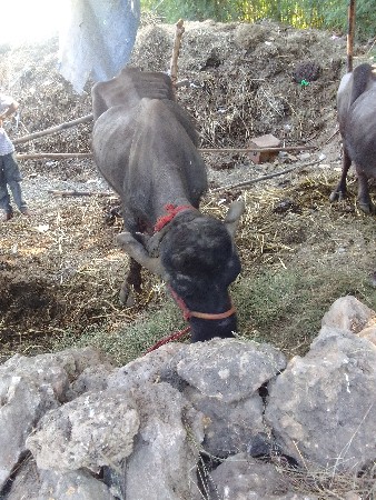 થંબનેલ 2