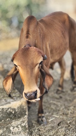 દેશી ગીર ગાય વાછડી