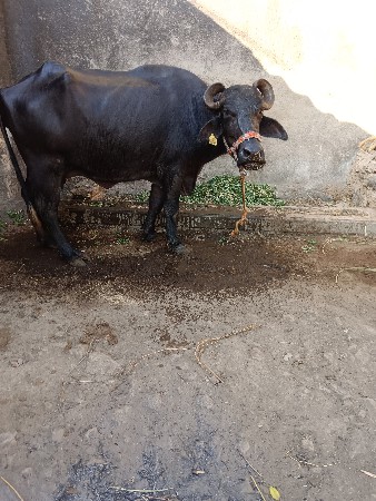 થંબનેલ 3