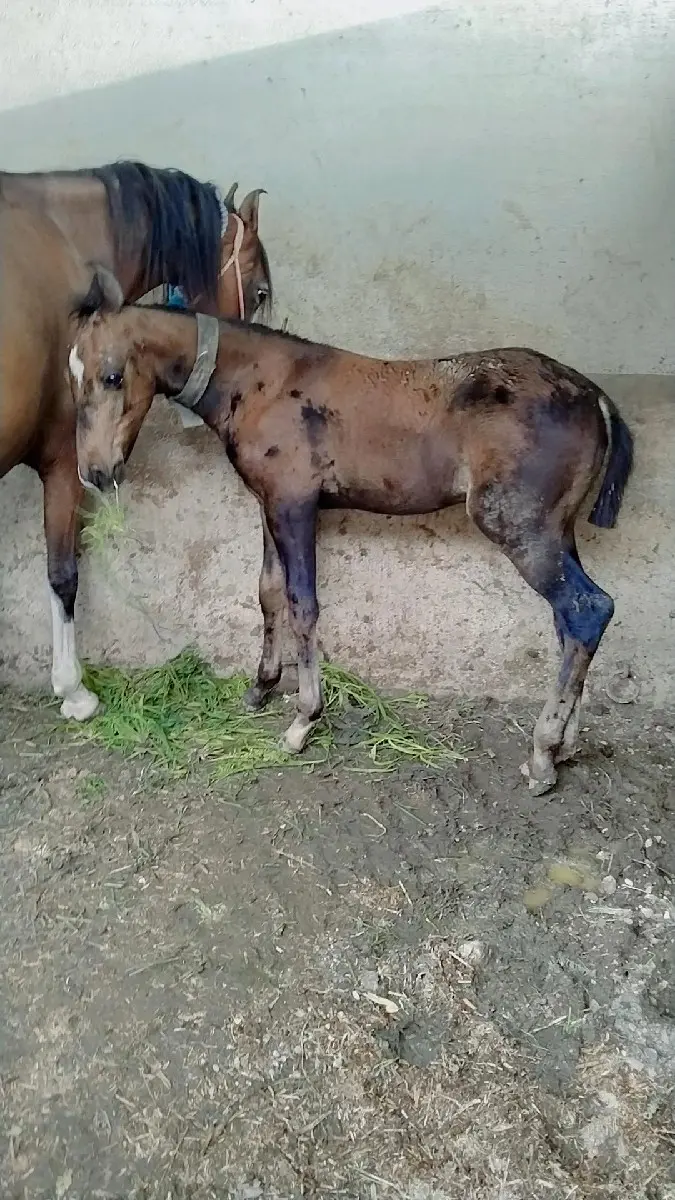 થંબનેલ 3