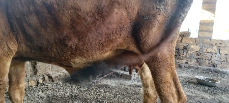 ગાય વેસવાની છે