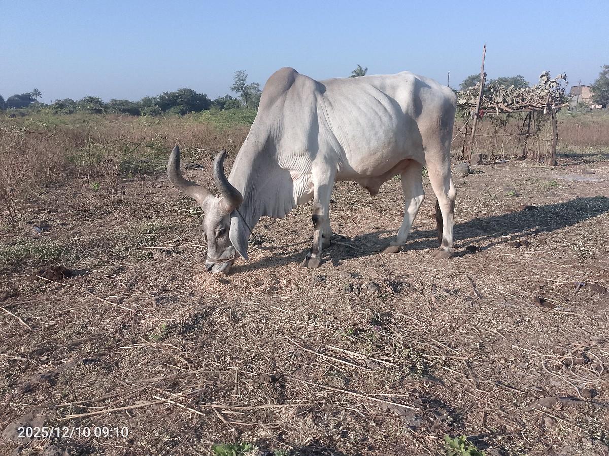 थंबनेल 2