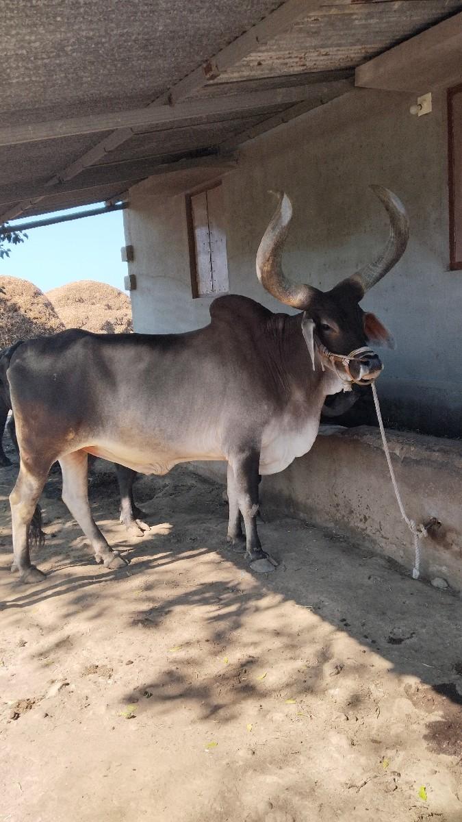 વેચવાનો છે