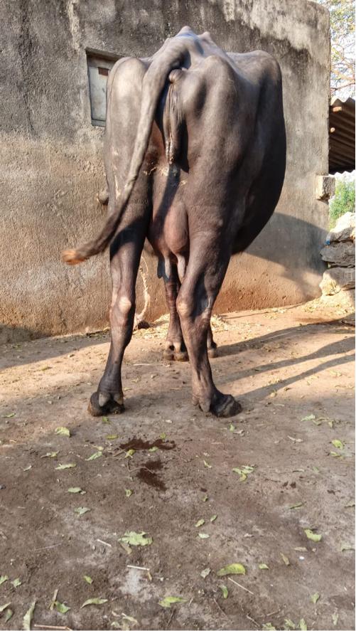 Bhesh vechavani chhe