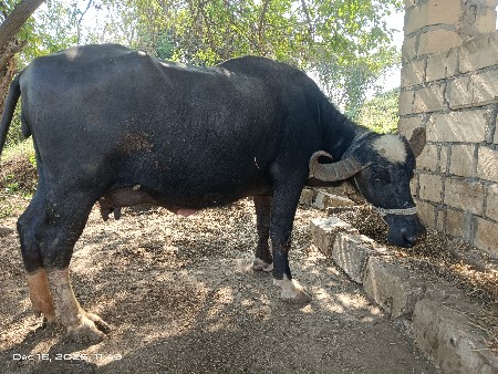 બીજું વેતર