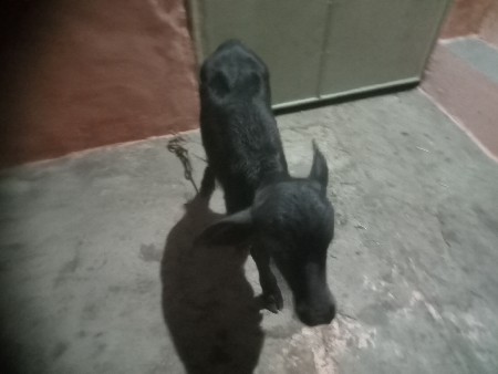 8 દિવસ ની છે