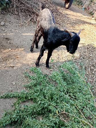 થંબનેલ 2