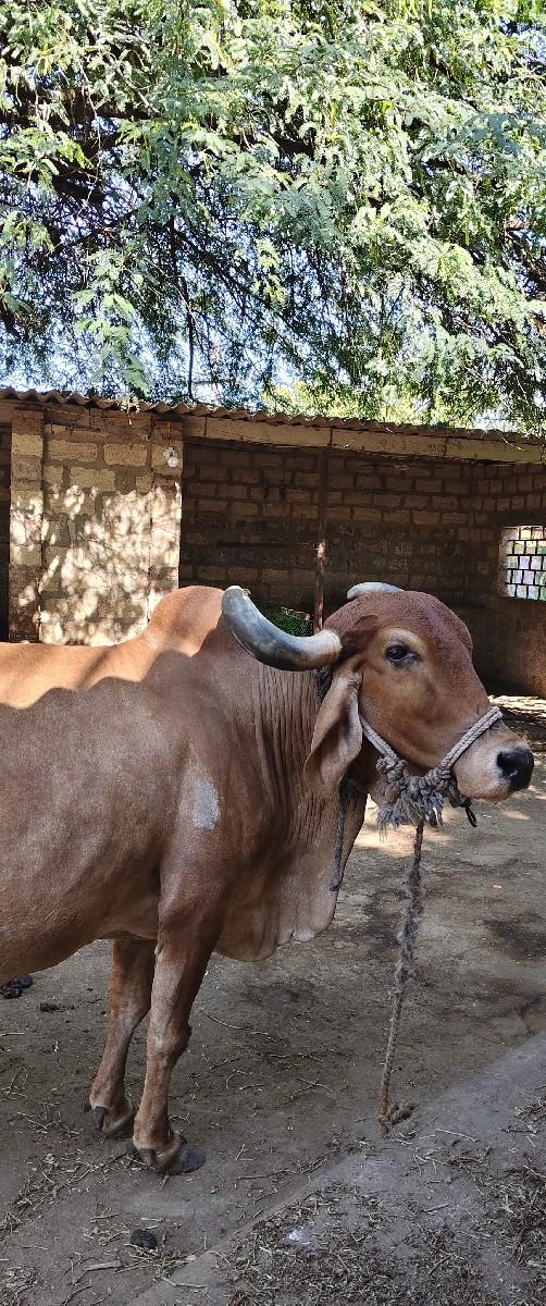 થંબનેલ 2