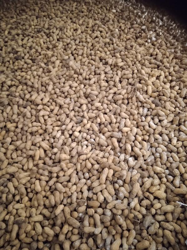 22માડવીબિયારણમાદેવાનીછેકોરી