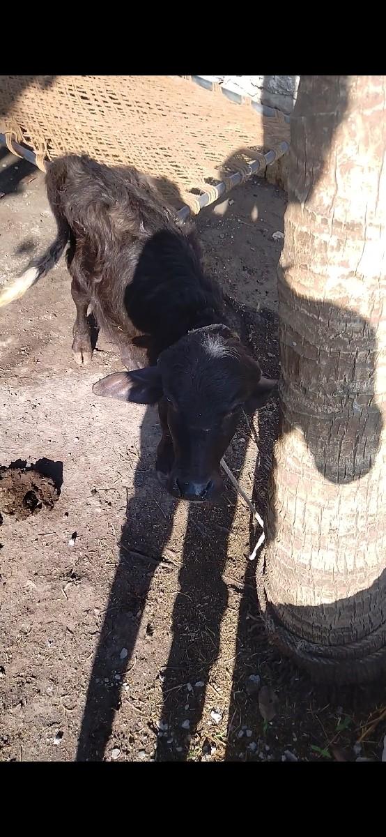 થંબનેલ 3