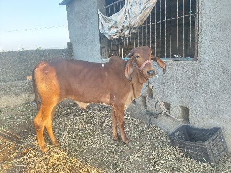 थंबनेल 2