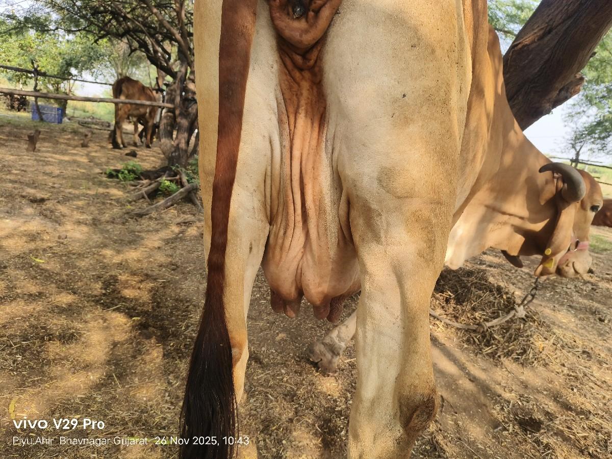 થંબનેલ 2