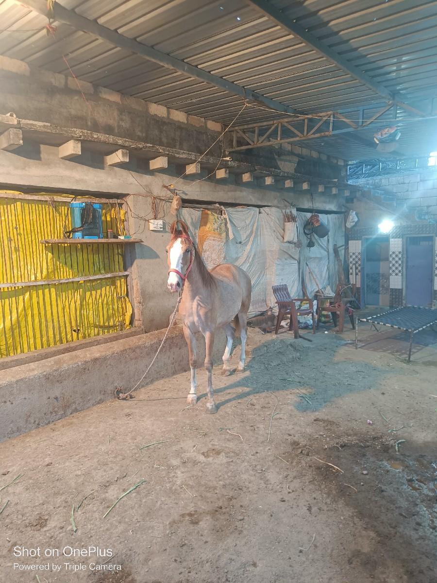 વછેરી દેવાની છે બધી જવાબ દારી