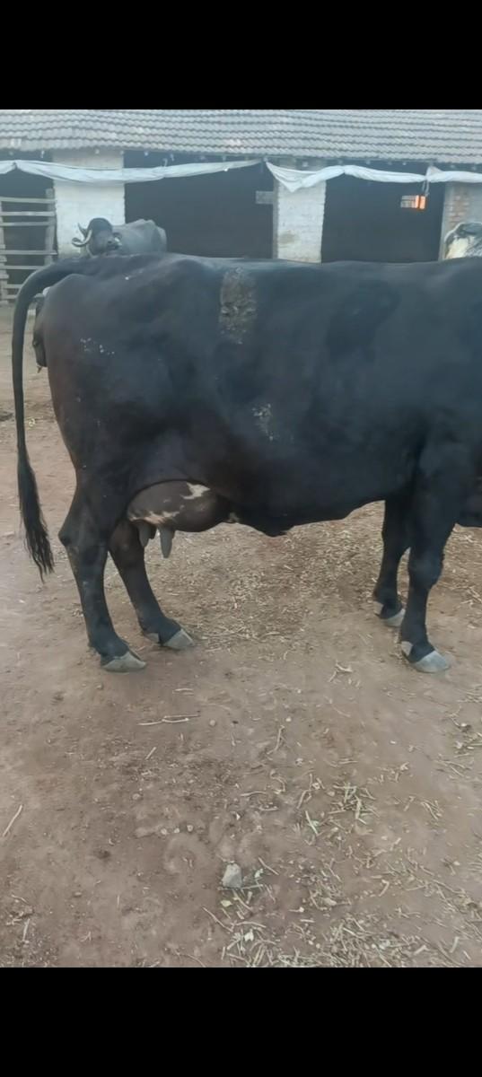 થંબનેલ 2