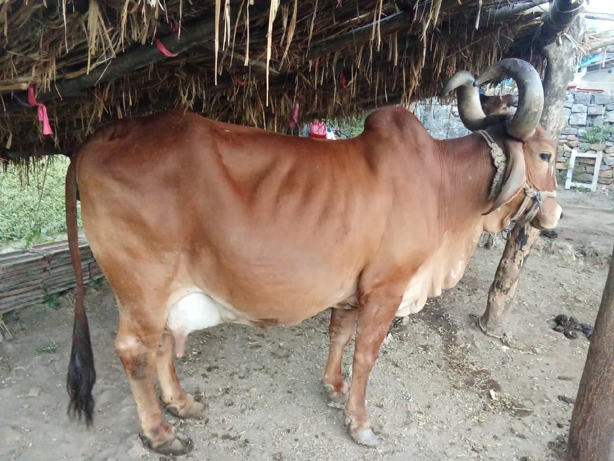 થંબનેલ 2