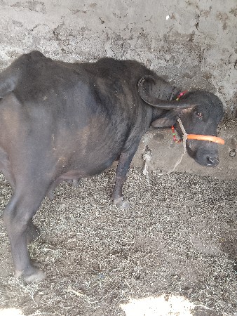 થંબનેલ 3