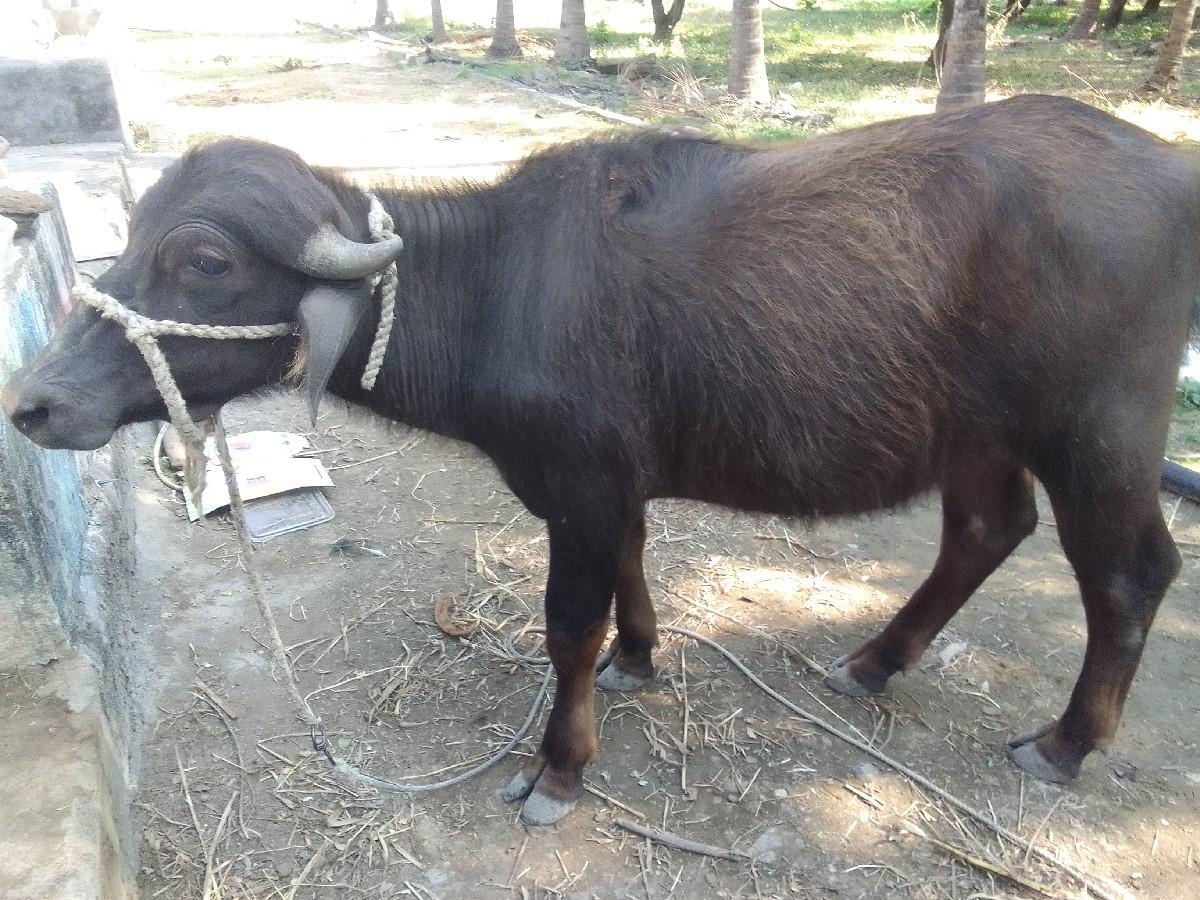 થંબનેલ 2