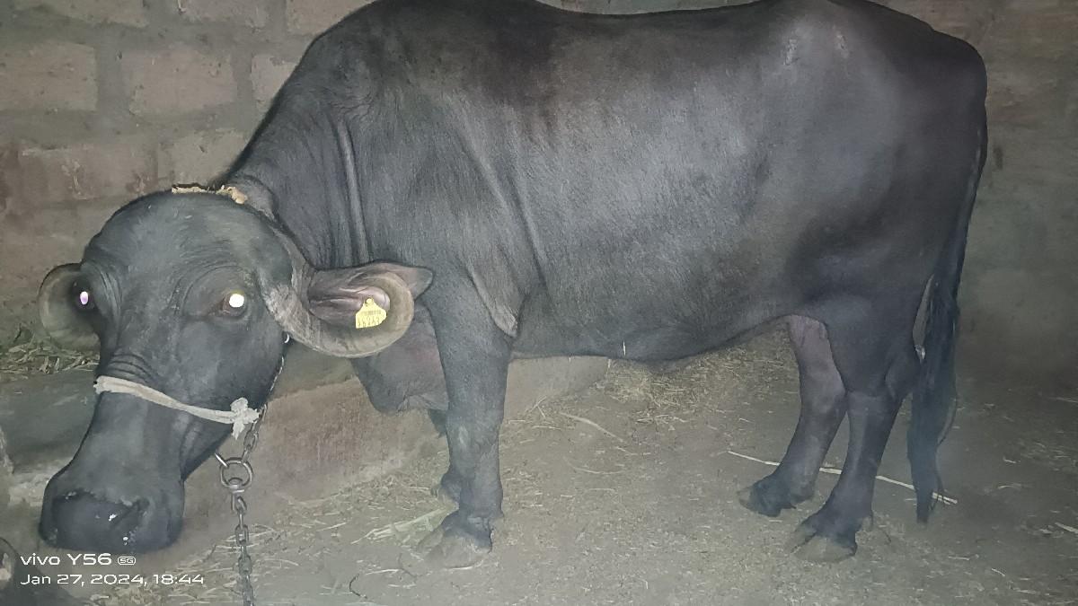 ભેંશ ના સાટા કરવાના સે