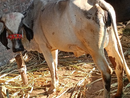 થંબનેલ 2