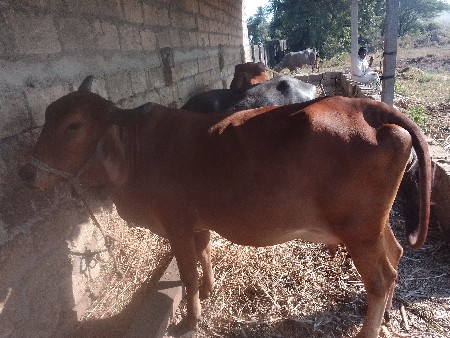 થંબનેલ 3