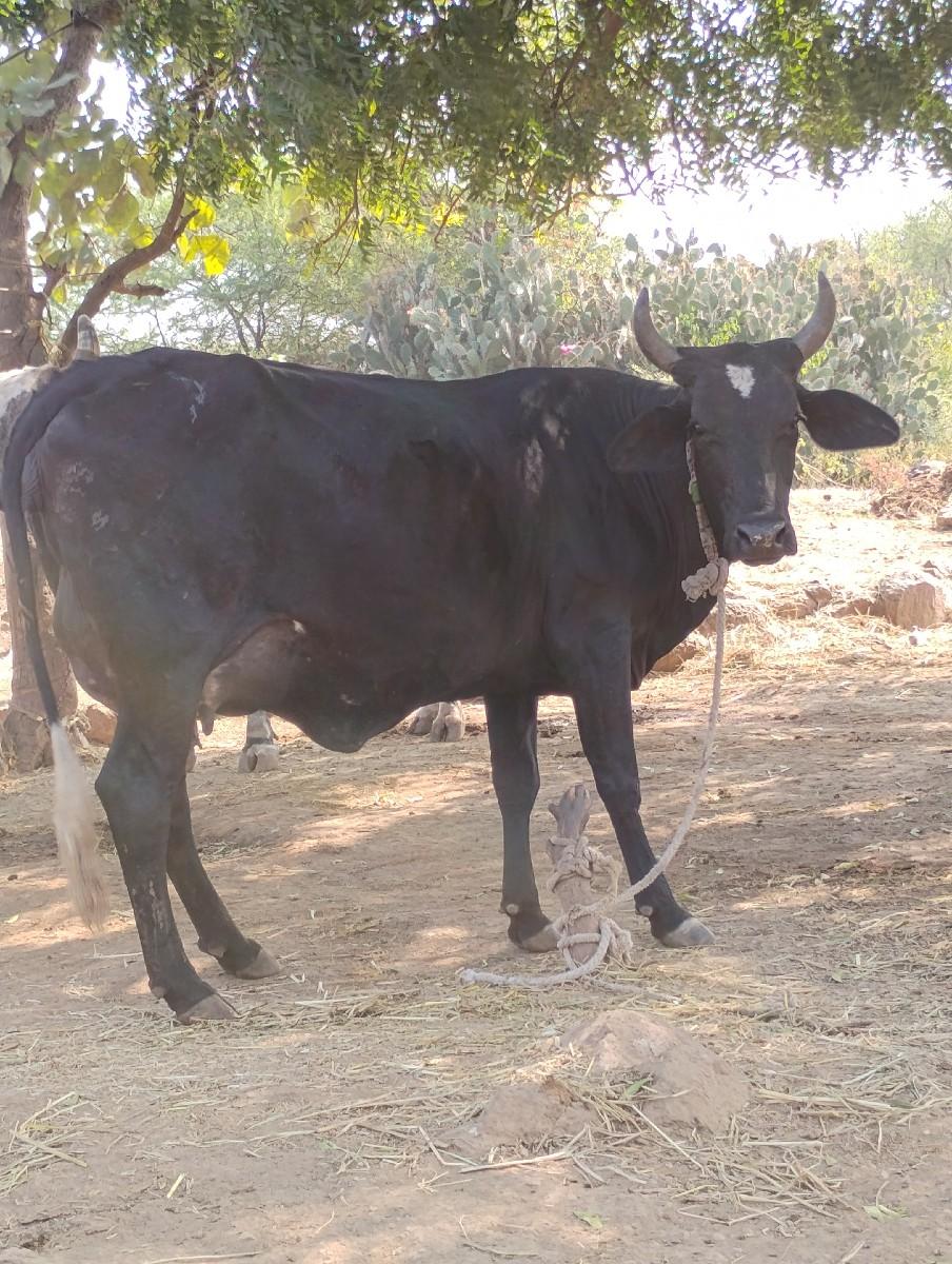 થંબનેલ 2