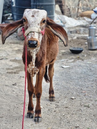 વાછડી વેચવાની છે