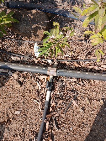 એકનો બંબો/અઢીની લાયન