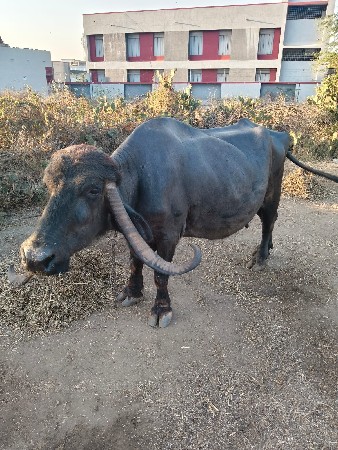 थंबनेल 2