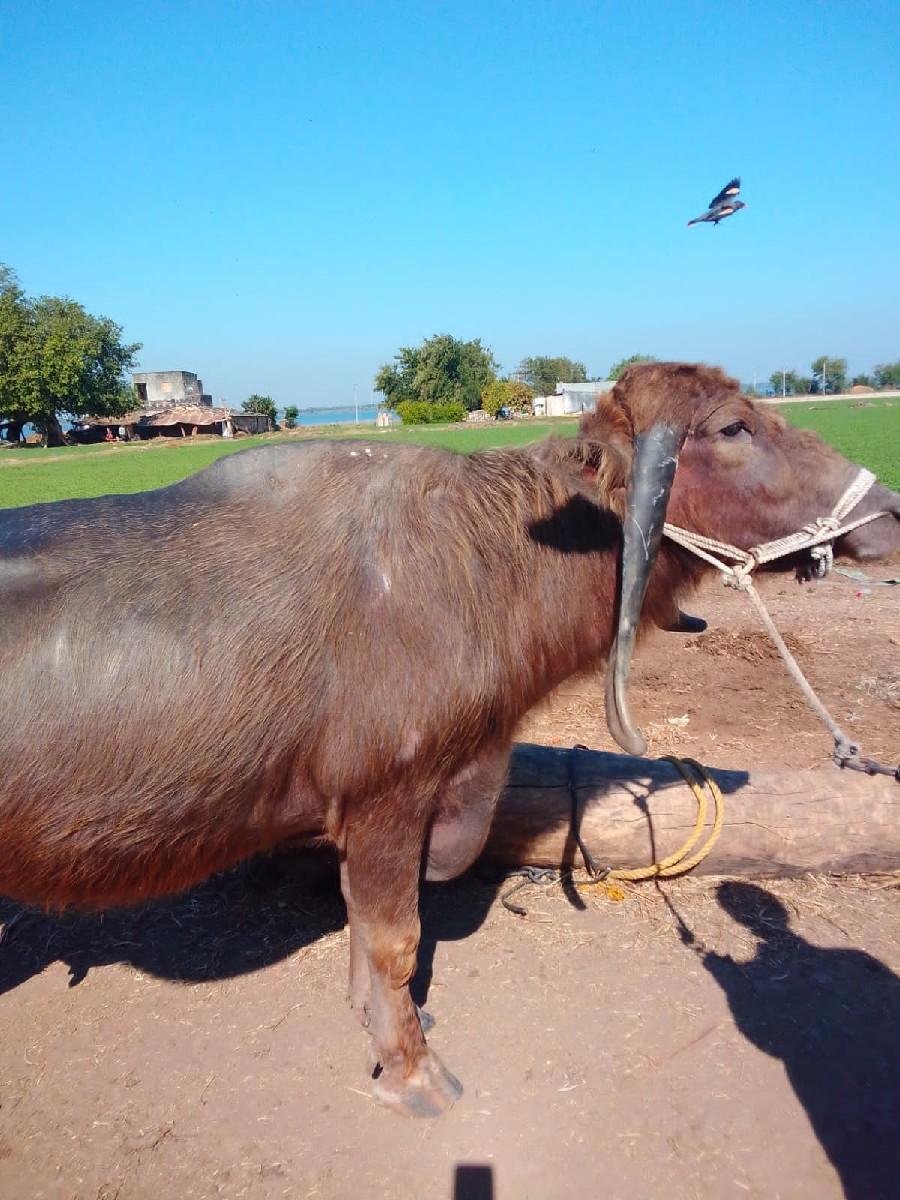 थंबनेल 3