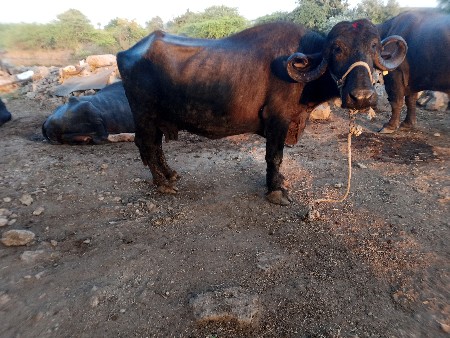 ભેંસ વેચવાની છે