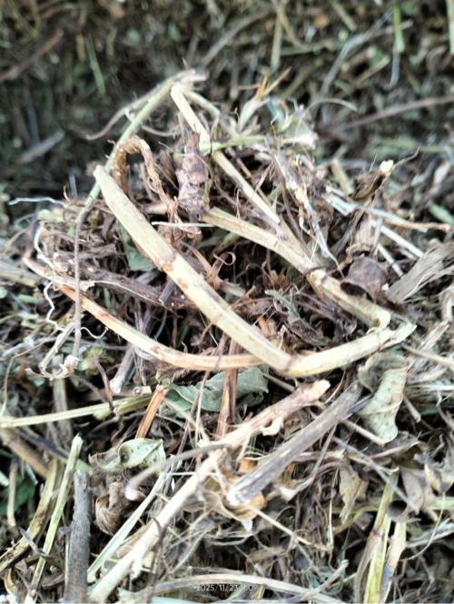 માંડવિયુ, પાલો, માંડવીનો ભૂકો કોરો