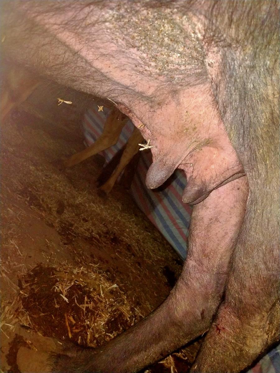 ભેંસ વેચવાની સે