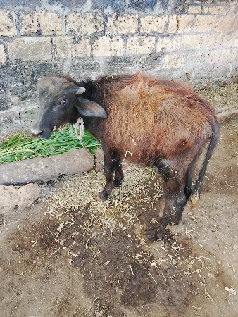 थंबनेल 3