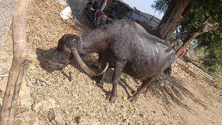 થંબનેલ 3