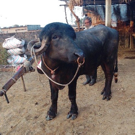 થંબનેલ 3