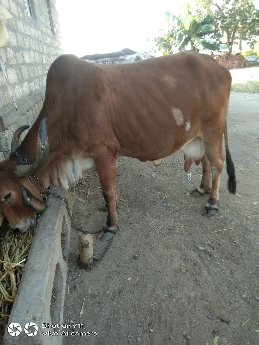 થંબનેલ 2