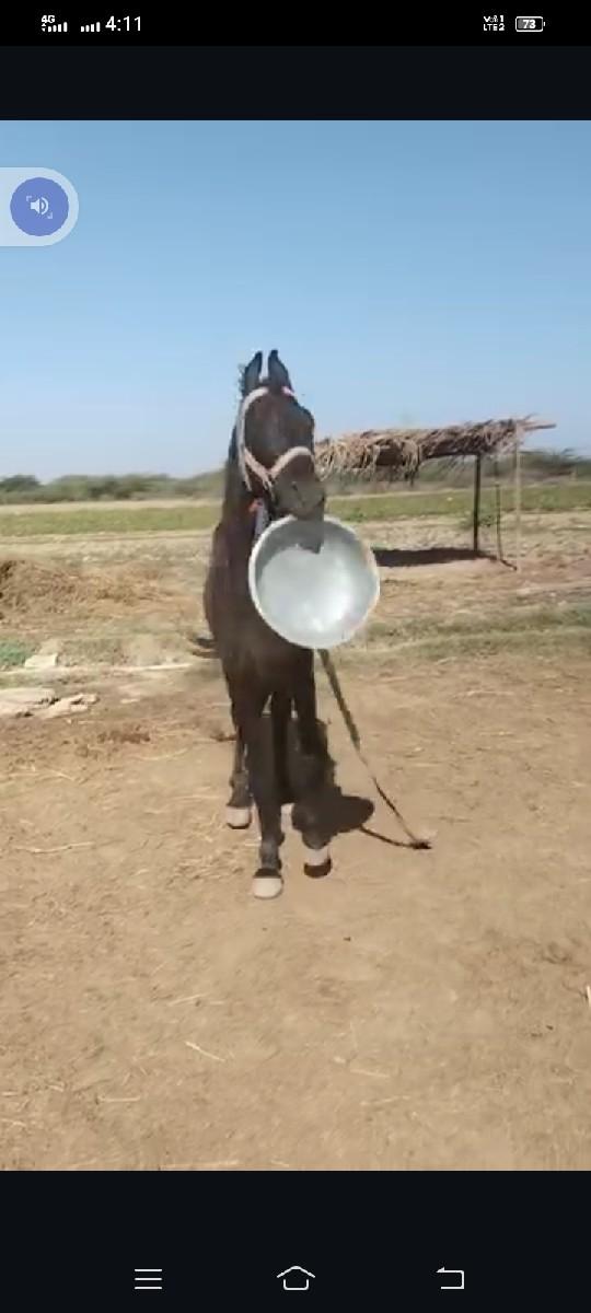 થંબનેલ 3