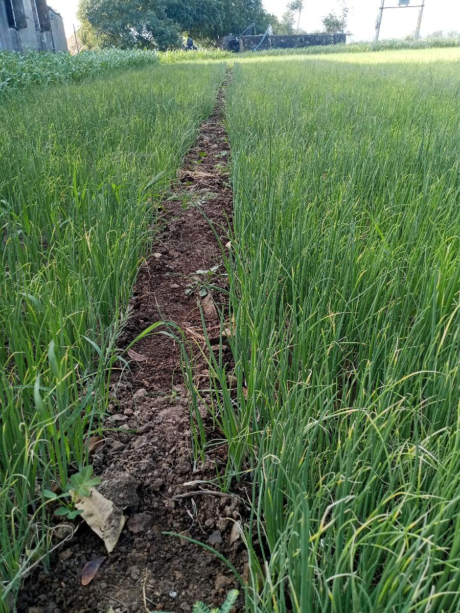 ડુધરીનો રોપ વેસ્વનોસે