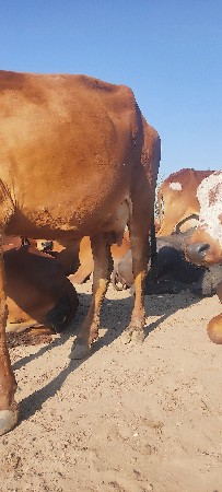 थंबनेल 3