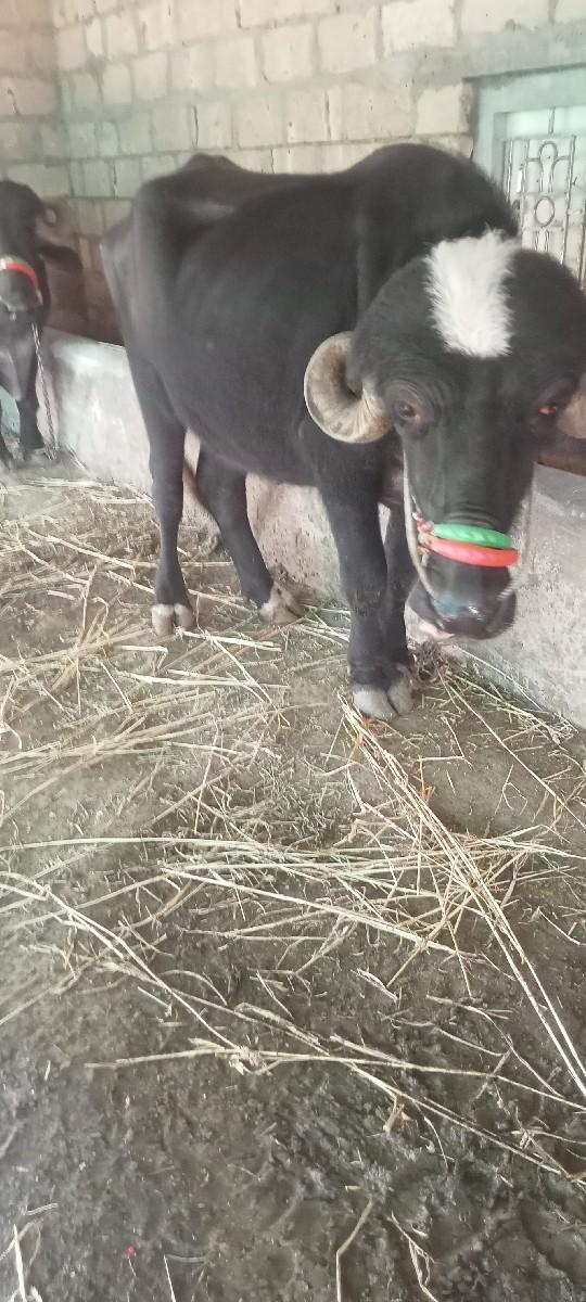 थंबनेल 2