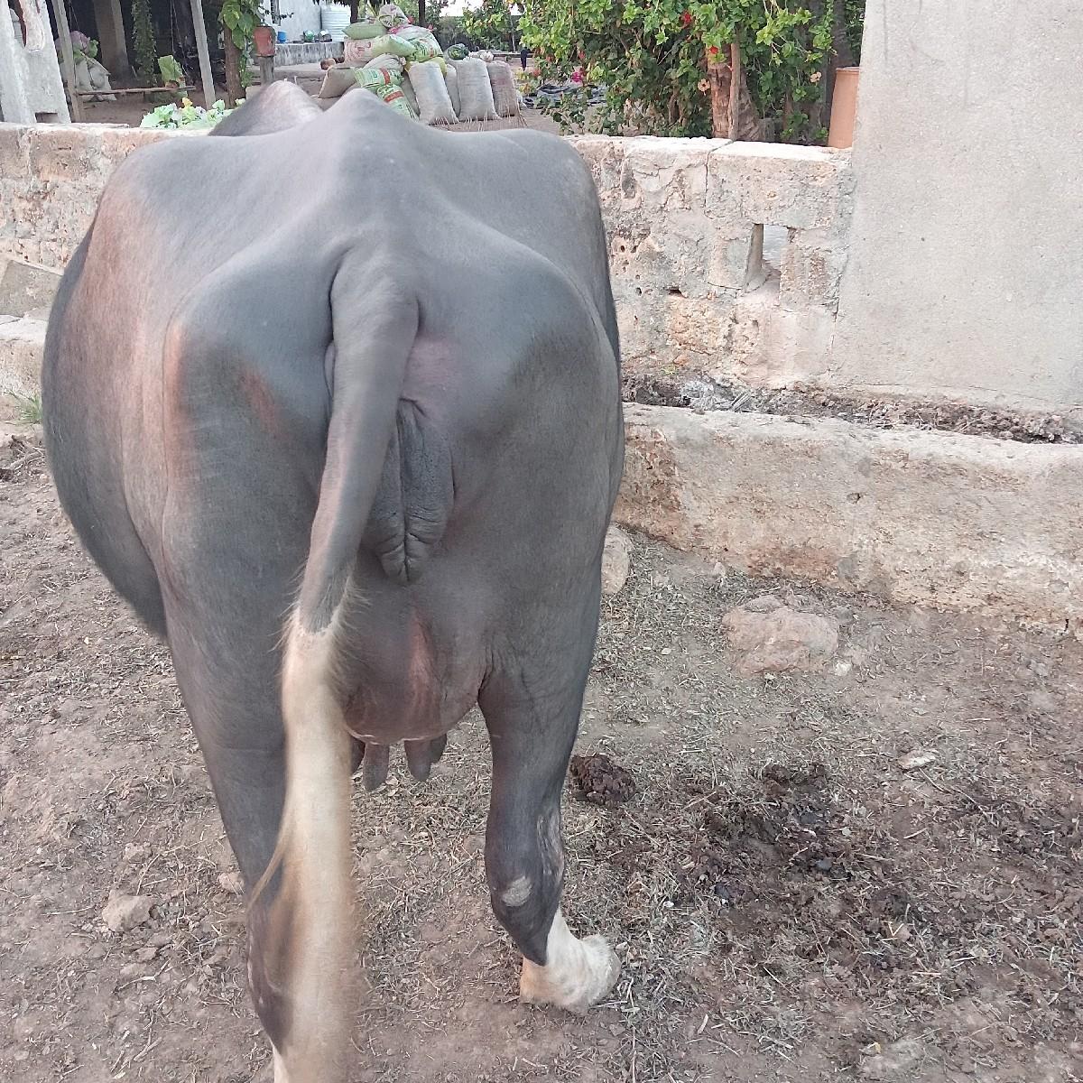 થંબનેલ 2