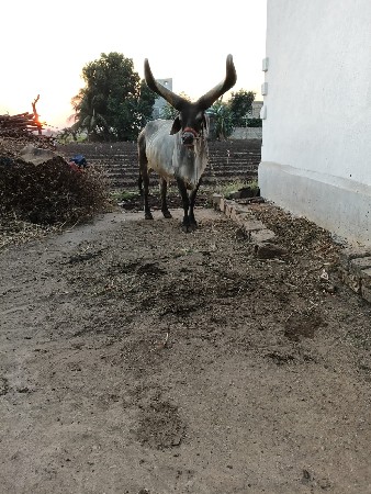 બળદ આપવાનો છે